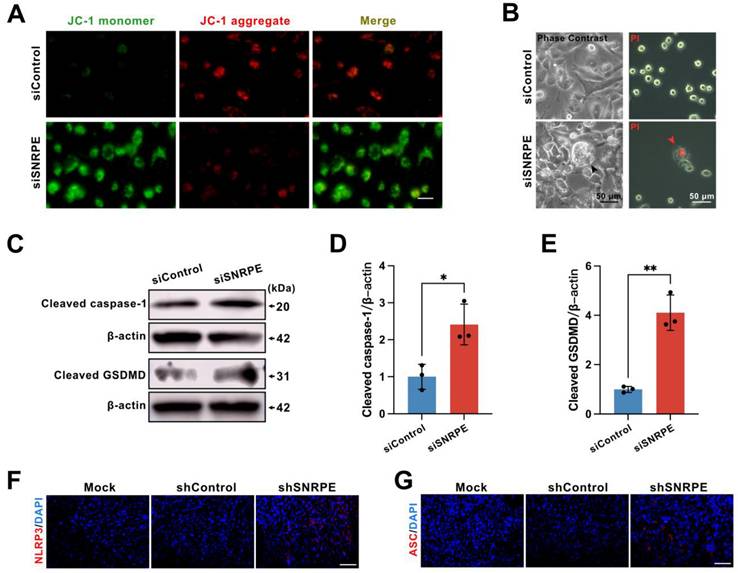 Int J Med Sci Image