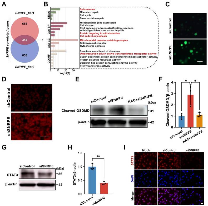 Int J Med Sci Image