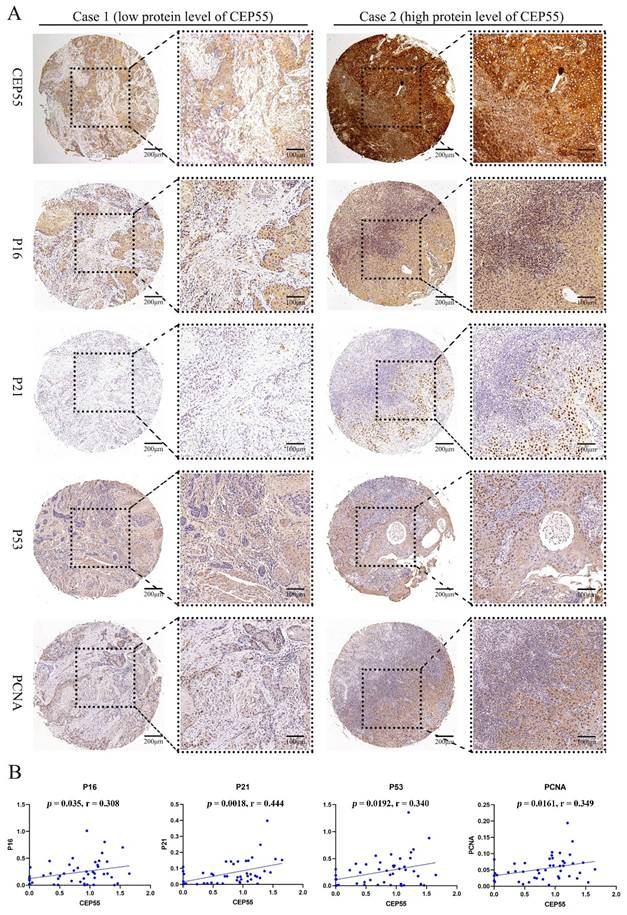Int J Med Sci Image