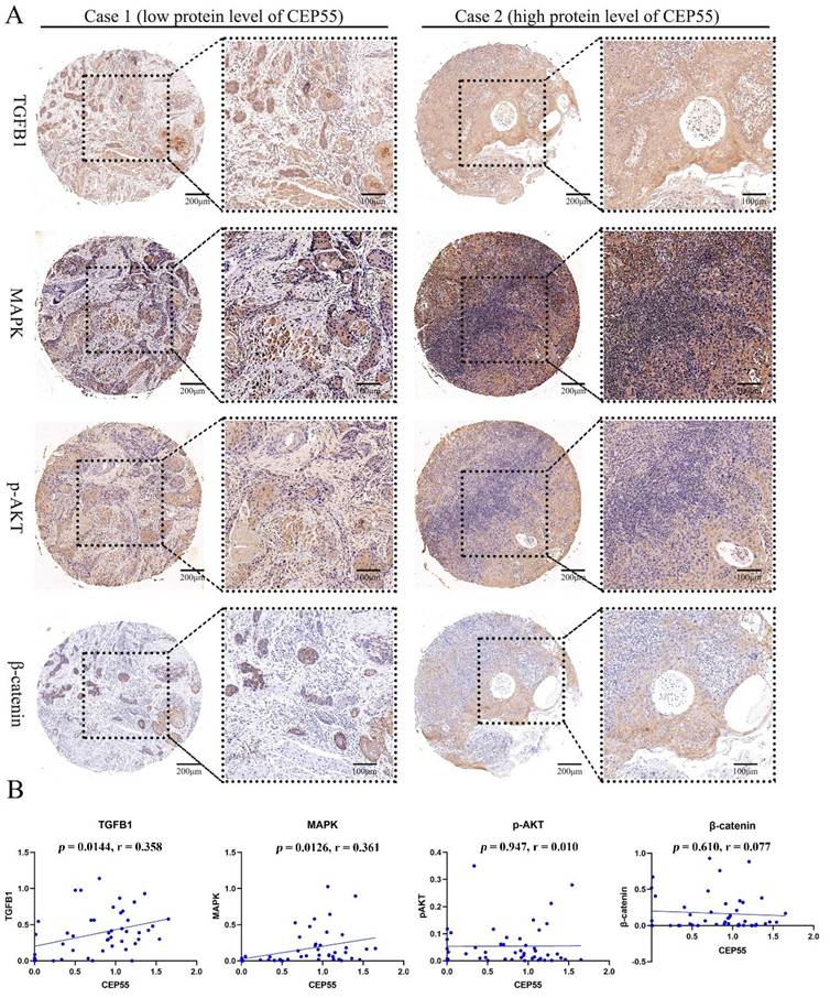 Int J Med Sci Image