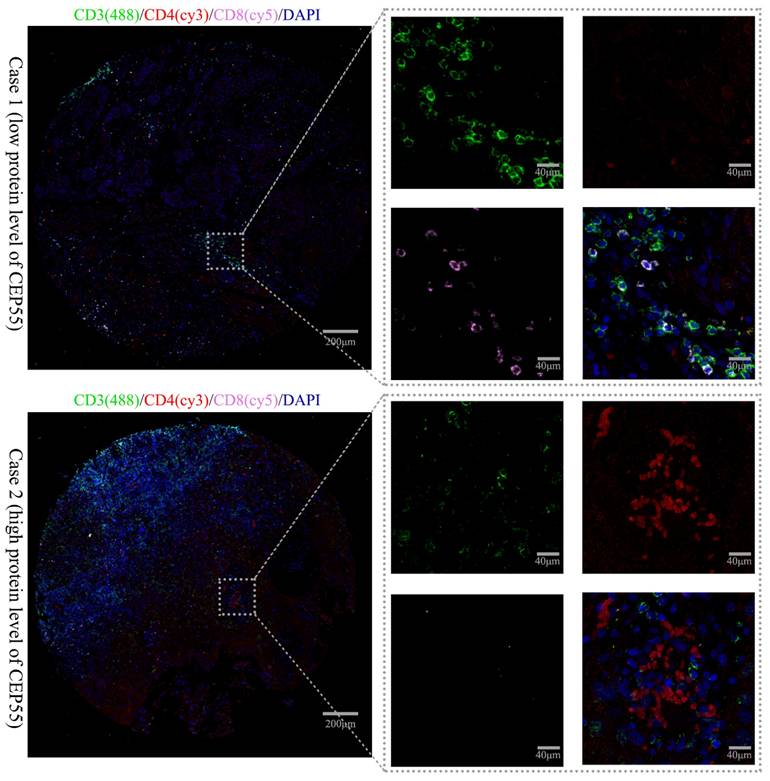 Int J Med Sci Image