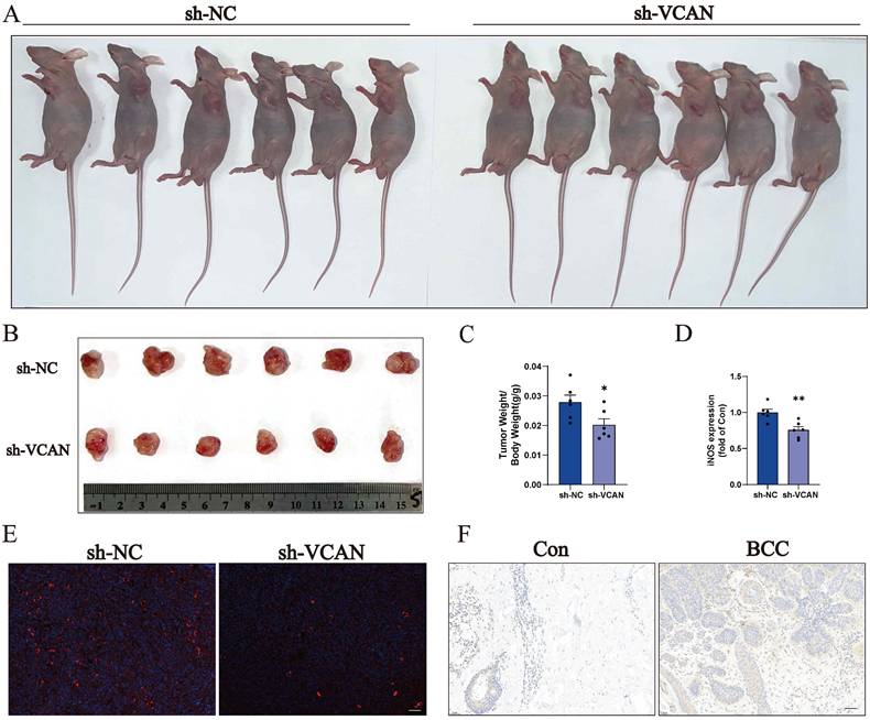 Int J Med Sci Image