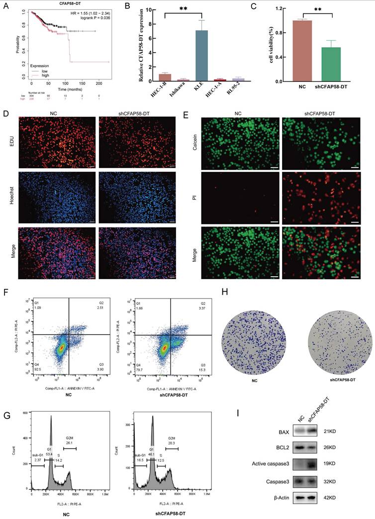 Int J Med Sci Image