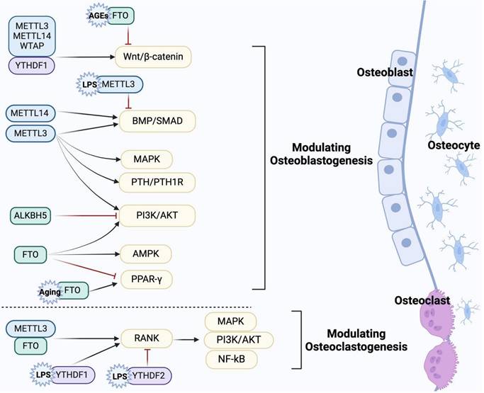 Int J Med Sci Image