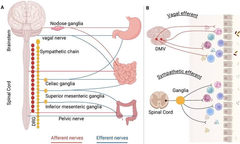 Int J Med Sci Image
