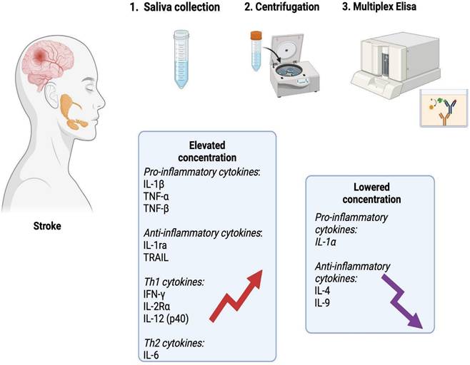 Int J Med Sci Image