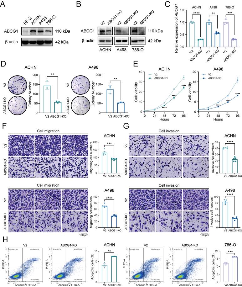 Int J Med Sci Image