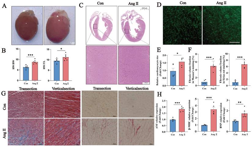 Int J Med Sci Image