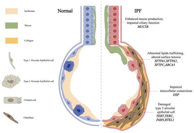 Int J Med Sci Image