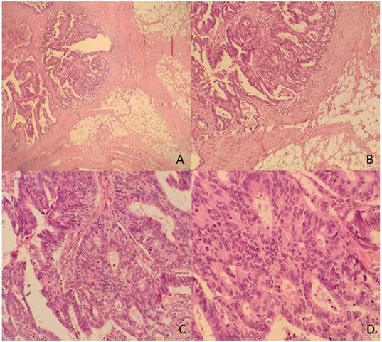 Int J Med Sci Image