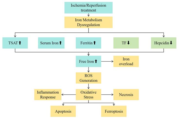 Int J Med Sci Image