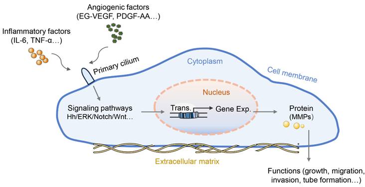 Int J Med Sci Image
