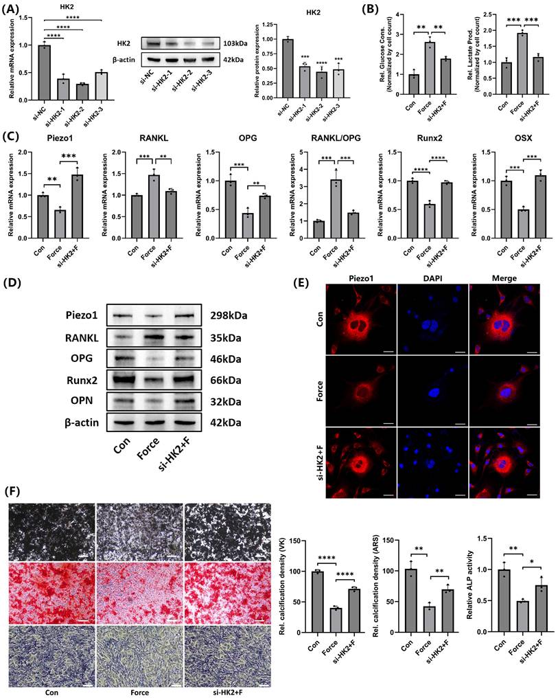 Int J Med Sci Image