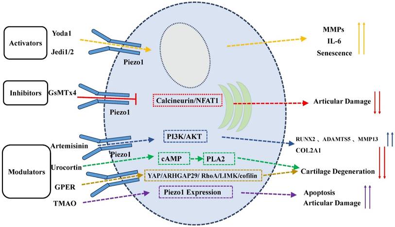 Int J Med Sci Image