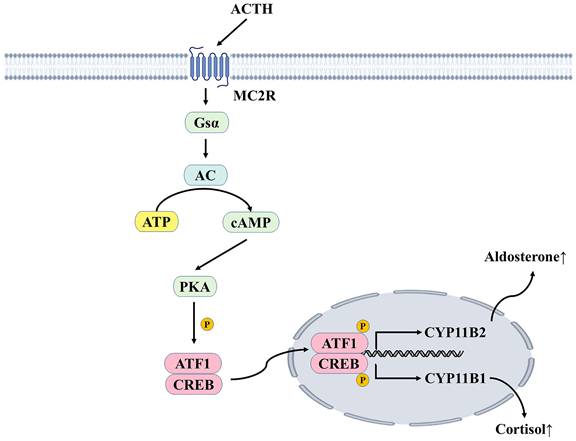 Int J Med Sci Image