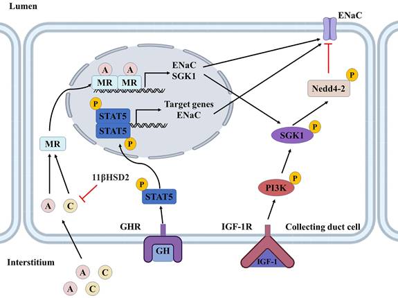 Int J Med Sci Image