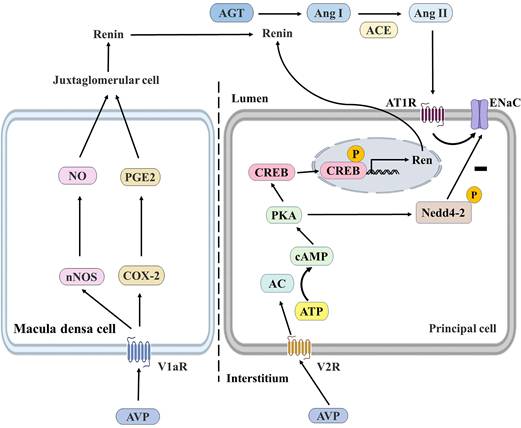 Int J Med Sci Image