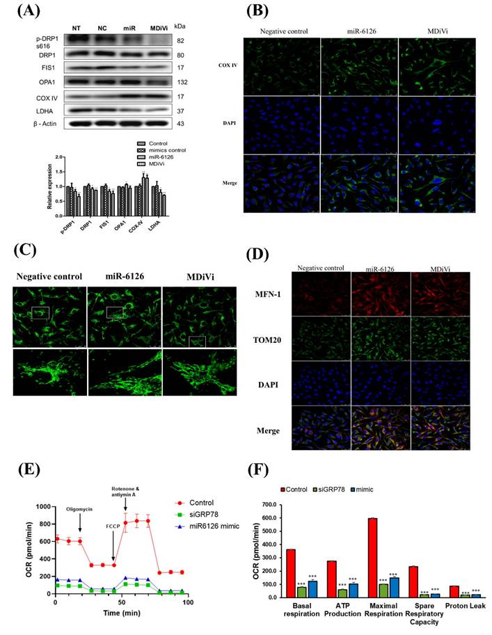 Int J Med Sci Image