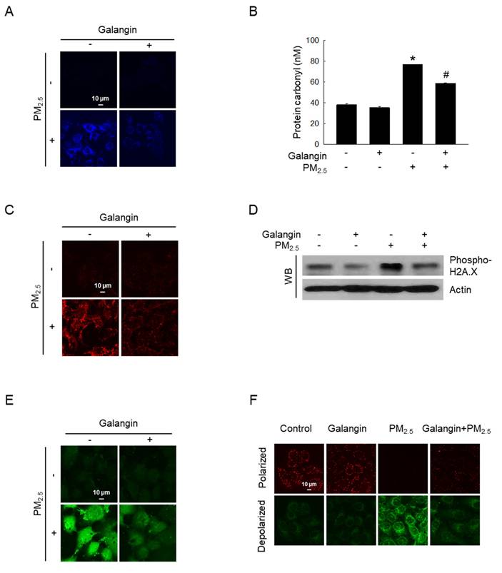 Int J Med Sci Image