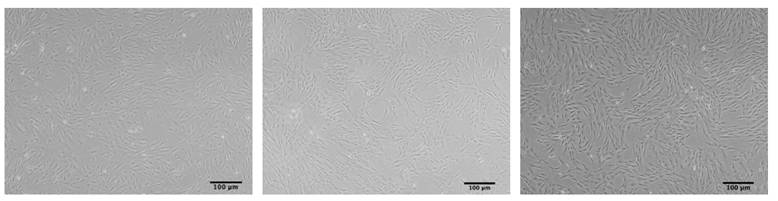 Int J Med Sci Image