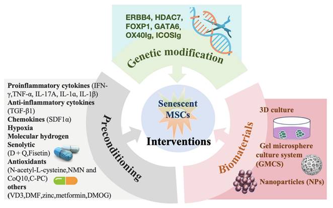 Int J Med Sci Image