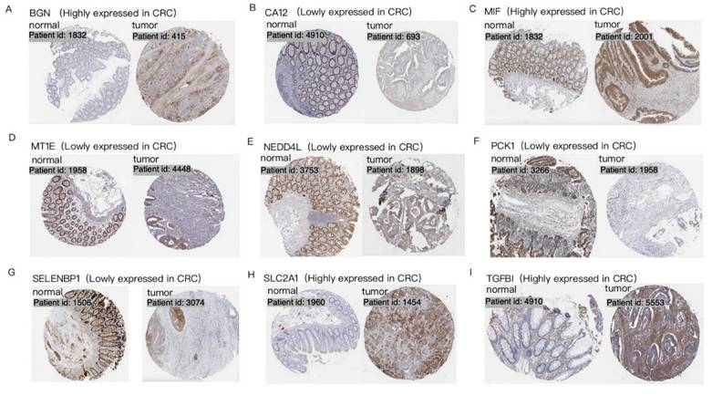 Int J Med Sci Image