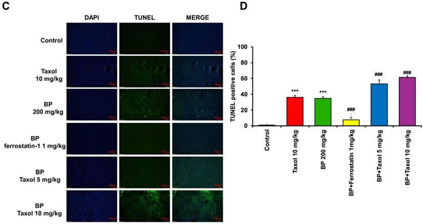 Int J Med Sci Image