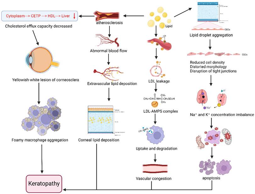 Int J Med Sci Image