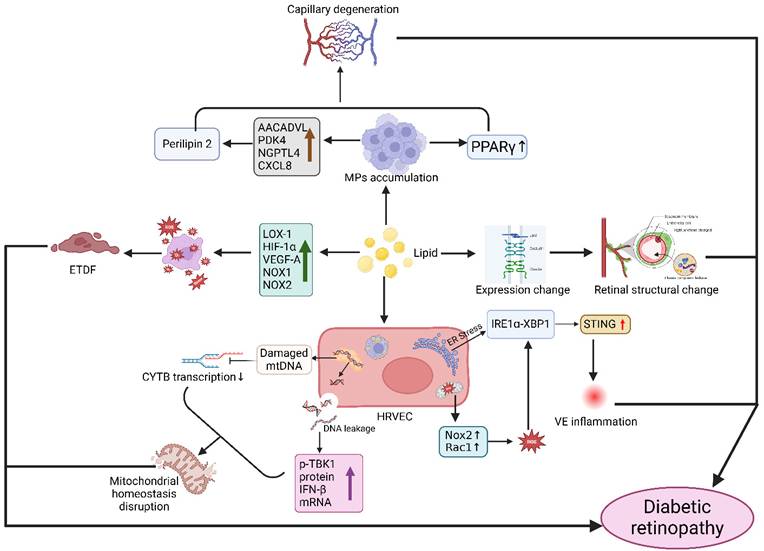 Int J Med Sci Image