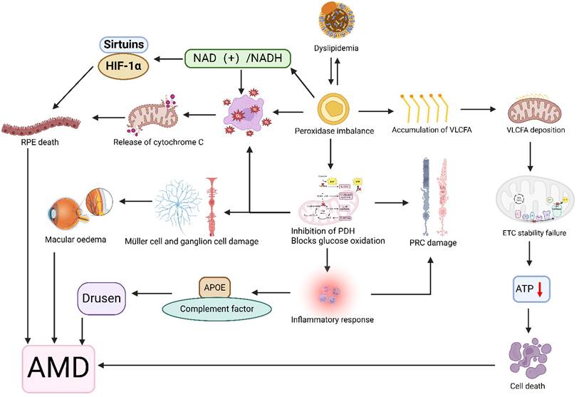 Int J Med Sci Image