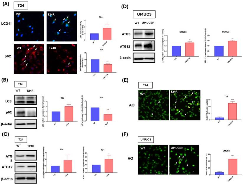 Int J Med Sci Image