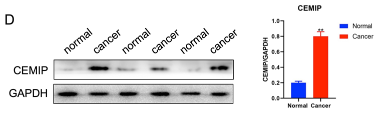 Int J Med Sci Image