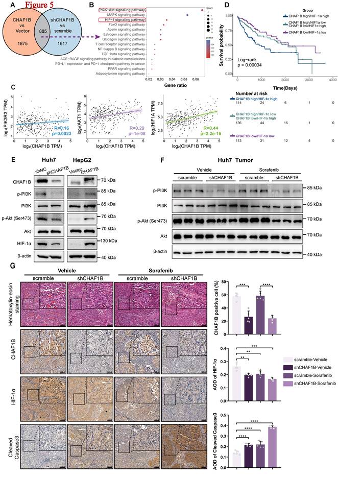 Int J Med Sci Image