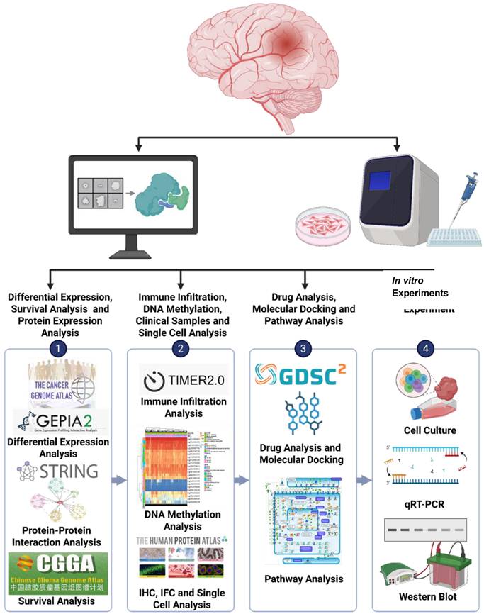 Int J Med Sci Image