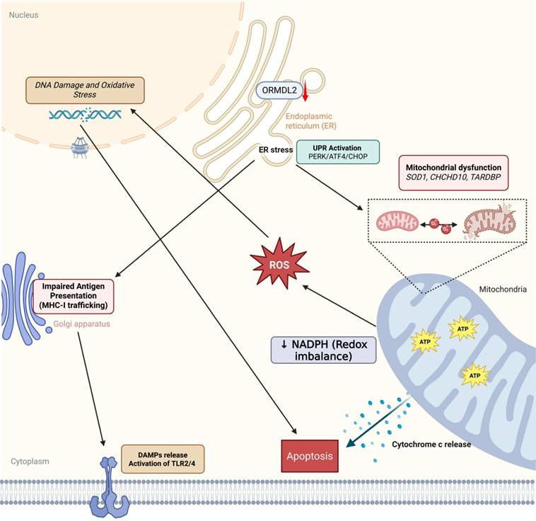Int J Med Sci Image
