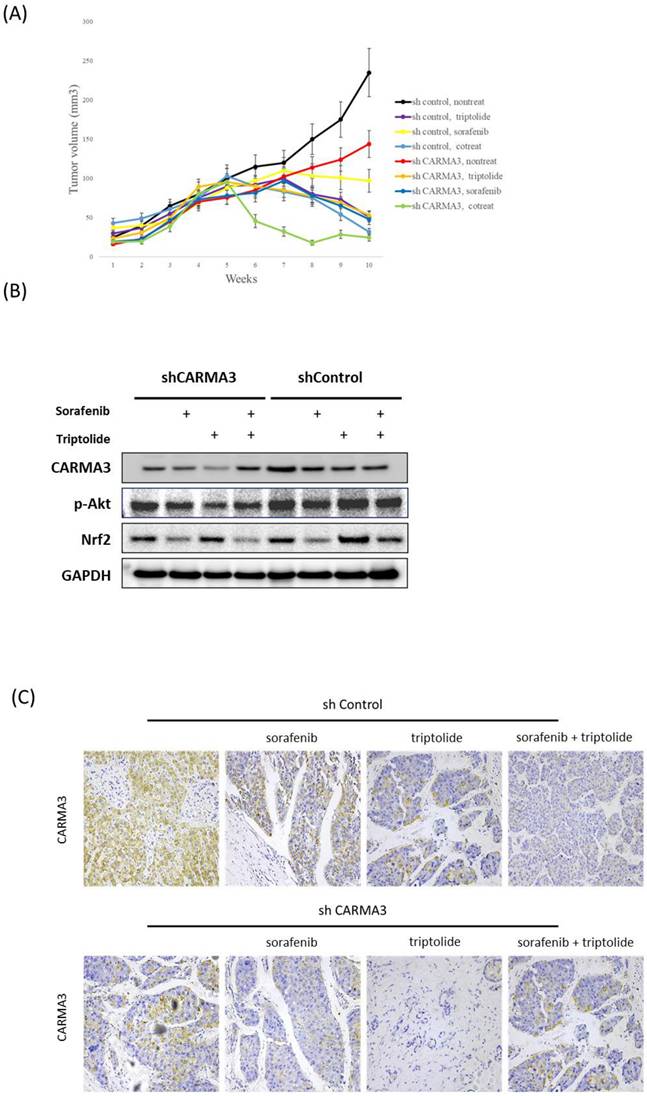 Int J Med Sci Image