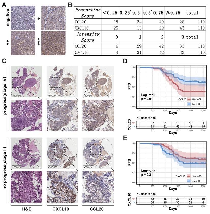 Int J Med Sci Image