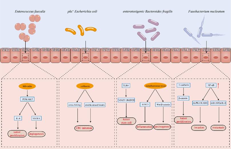 Int J Med Sci Image
