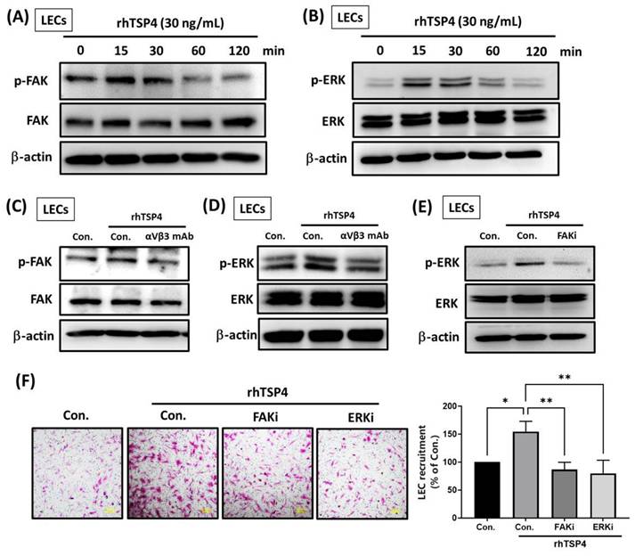 Int J Med Sci Image