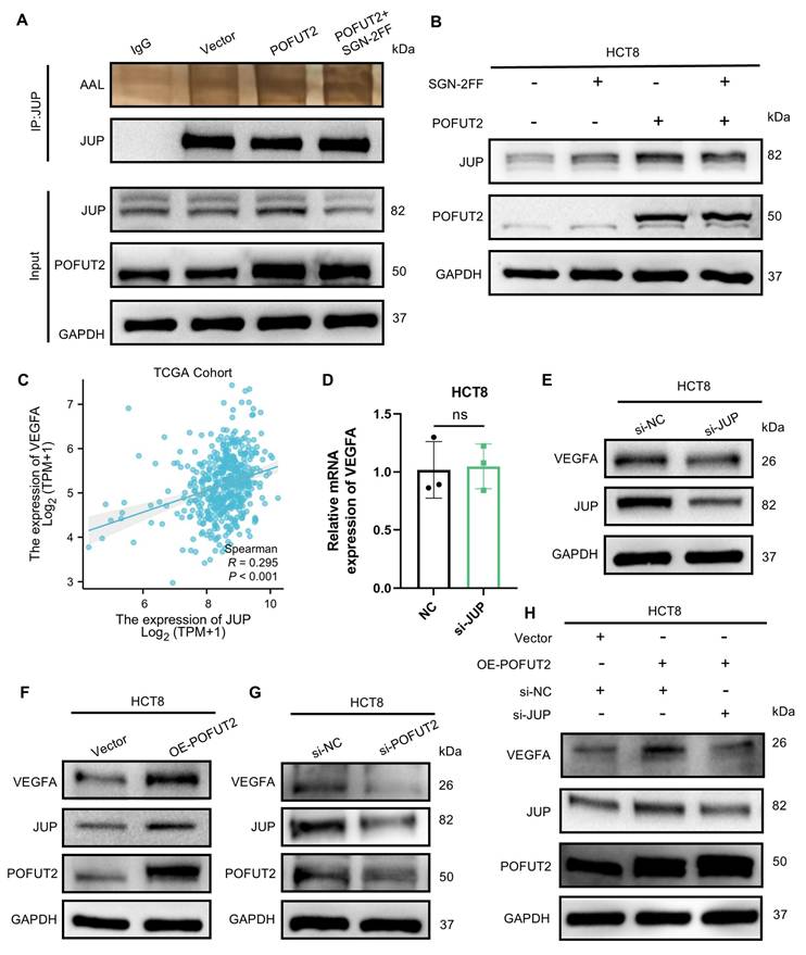 Int J Med Sci Image