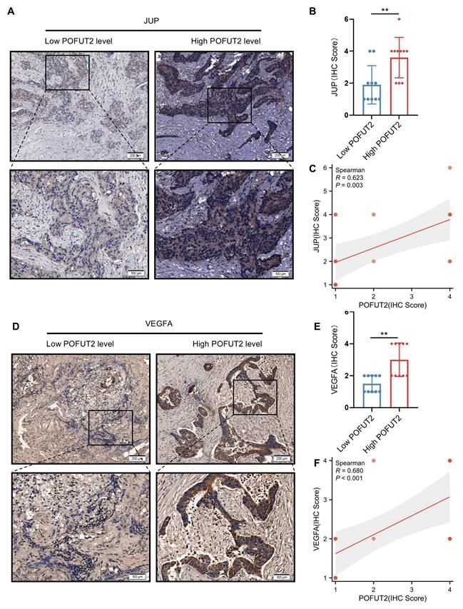 Int J Med Sci Image