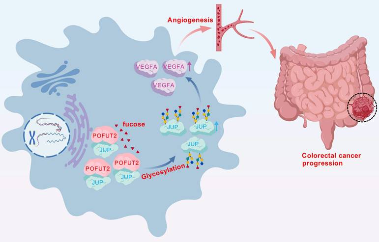 Int J Med Sci Image