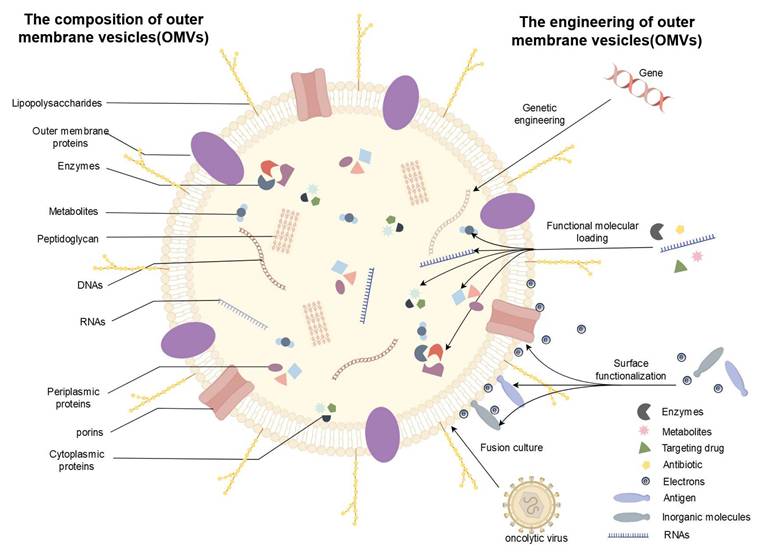 Int J Med Sci Image