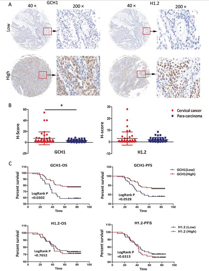 Int J Med Sci Image
