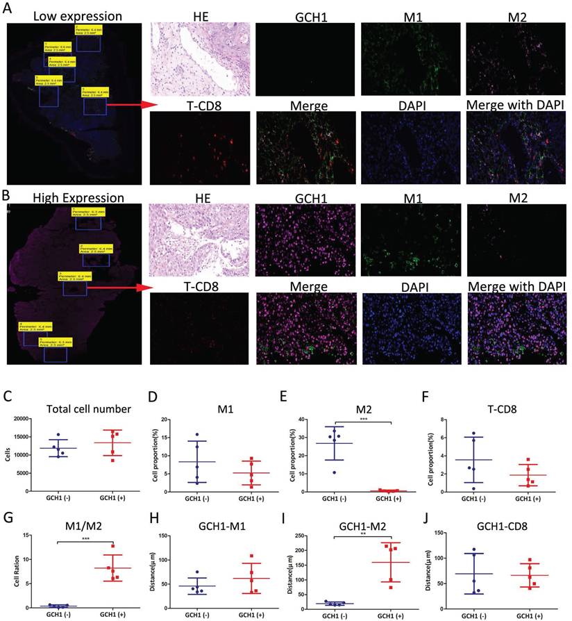 Int J Med Sci Image