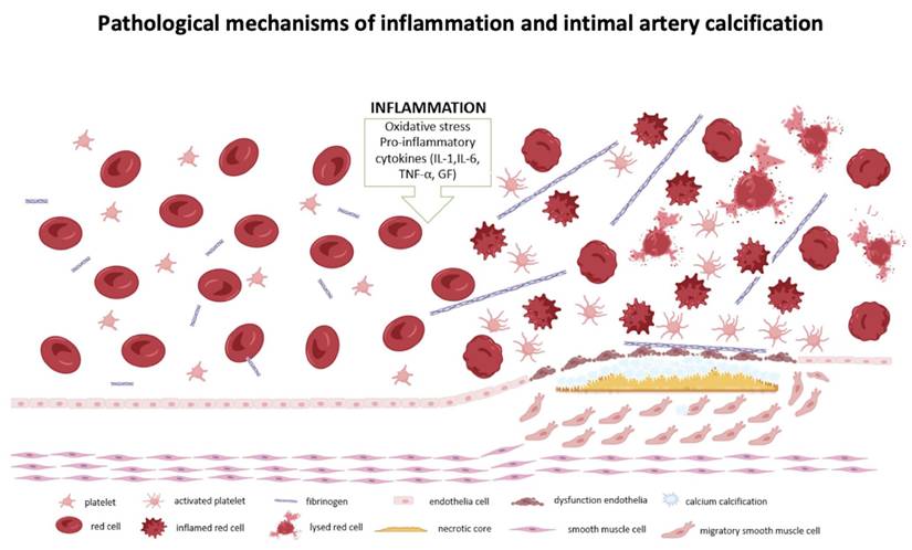 Int J Med Sci Image