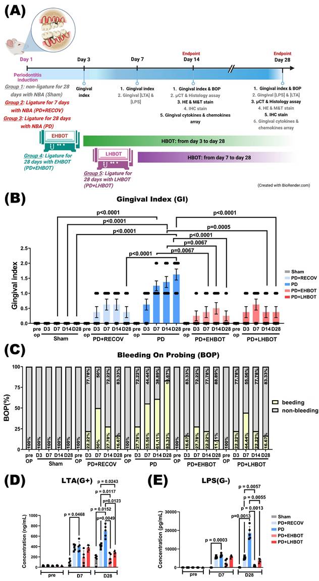 Int J Med Sci Image