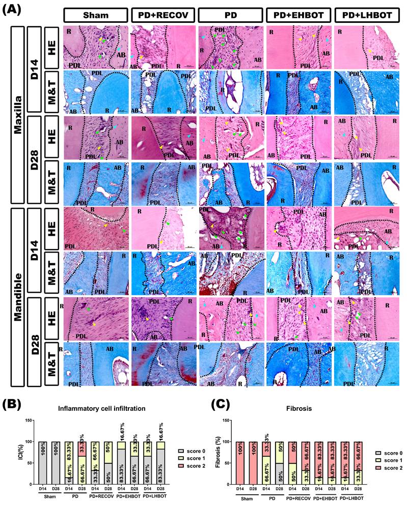 Int J Med Sci Image