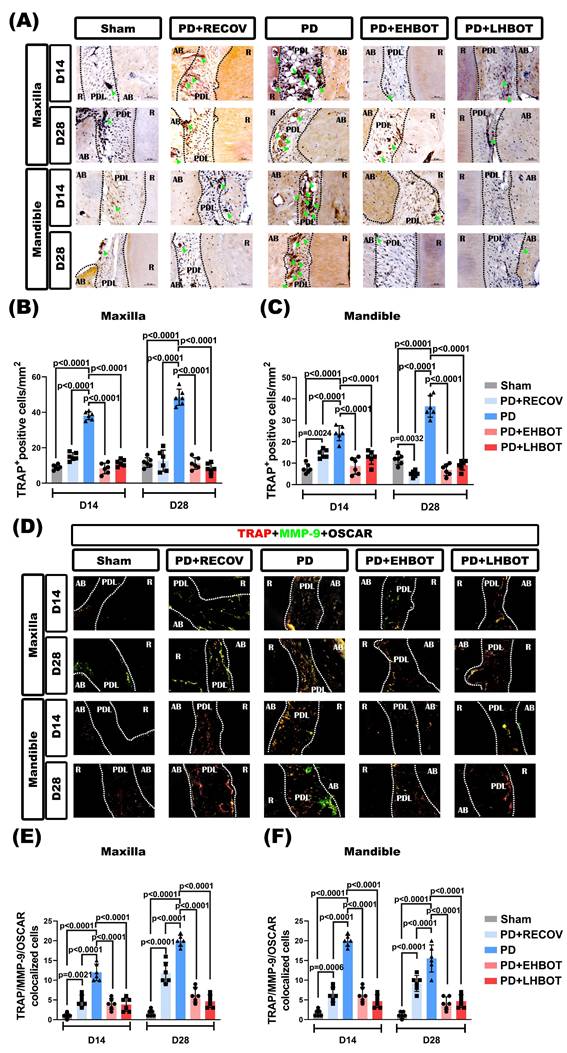 Int J Med Sci Image