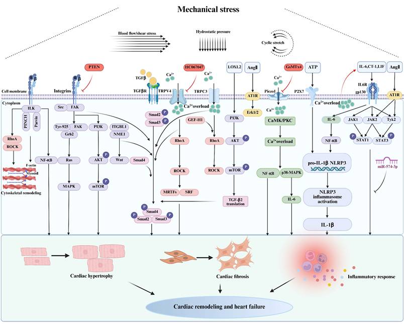 Int J Med Sci Image
